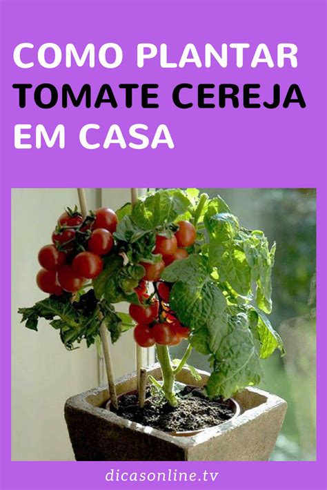 Aprenda A Cultivar Tomate Cereja Facilmente Artofit