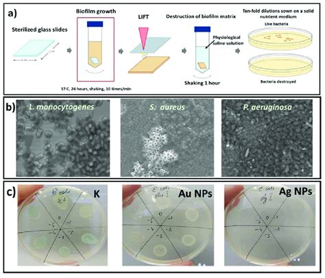 Scheme Of The Antibacterial Investigations A SEM Visualization Of