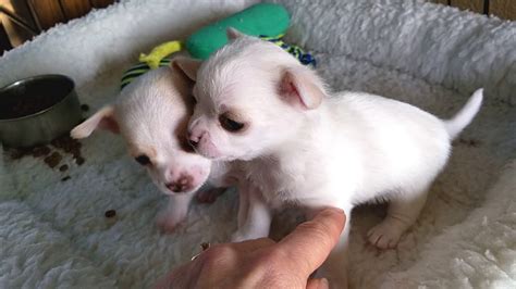 4 Week Chihuahua Puppies Youtube