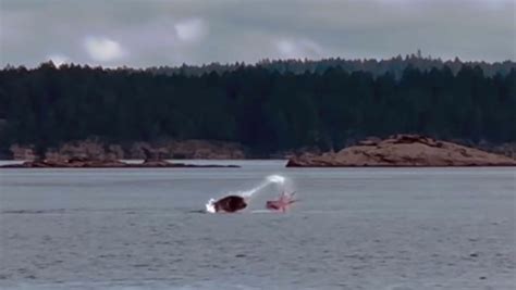 WATCH: Sea lion battles octopus in B.C.