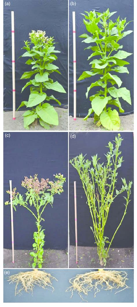 Performance Of Flowerless Transgenic Tobacco Plants Under Field Download Scientific Diagram