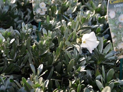 Convolvulus cneorum | Wholesale Nursery - Nurseries in Melbourne, Sydney & Brisbane | Plantmark