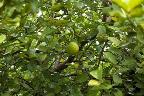 Free stock photo of citrus fruits, lemon, lemon tree