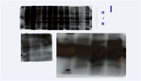 Western Blot常见问题分析（上） 苏州捷美电子有限公司