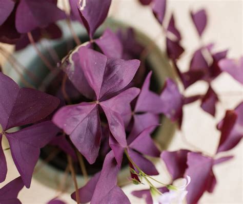 The Best Indoor Purple Plants How To Care For Them — Gardening Herbs