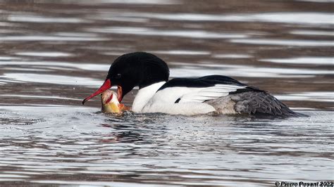 Grand Harle Common Merganser Mergus Merganser Et Flickr