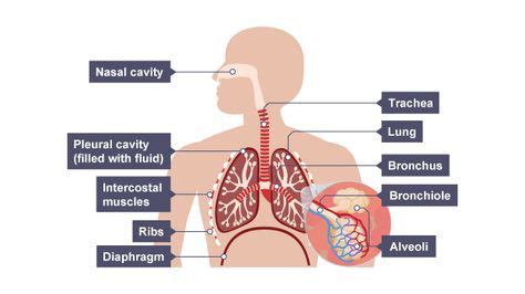 The Respiratory System GCSE Biology Combined Science Edexcel