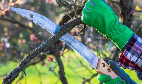 How To Use A Pruning Saw