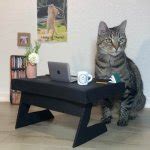 Working Cat Meme Generator - Imgflip