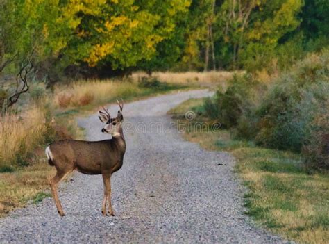 Deer Posing On Path Stock Photo Image Of Wildlife Cities 166750090