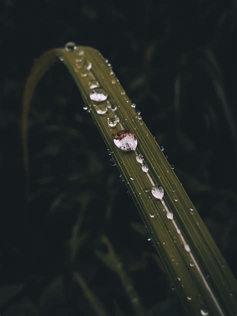 Macro Photography of Brown Leaf · Free Stock Photo