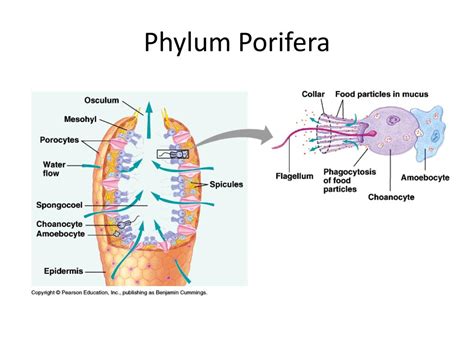 Phylum Porifera Morphology