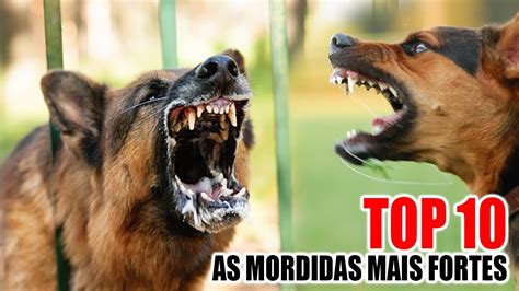 Top 10 Cães as Mordidas Mais Fortes do Mundo YouTube