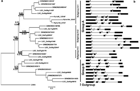 Phylogenetic Analysis Based On The Mir And Mir Targets And Their