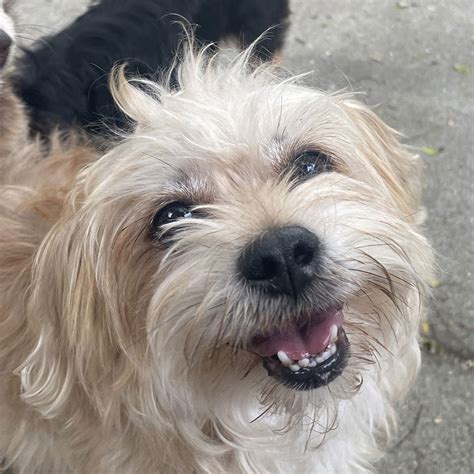 Adopt Cowboy: Your Gentle, Cuddly Companion Awaits - Rocky Kanaka