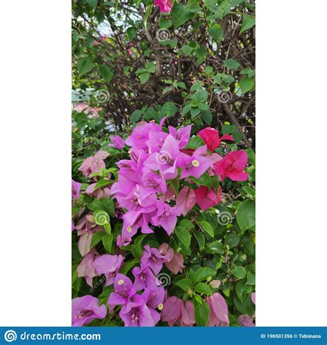 THIS IS THE PHOTO OF BOUGAINVILLEA SPECTABILIS, ALSO KNOWN AS GREAT BOUGAINVILLEA Royalty-Free ...