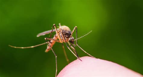 Heres What You Need To Know About The Mosquito Borne Disease Eee