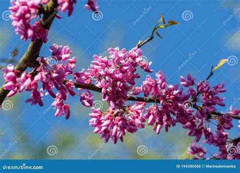 Eastern Redbud, or Eastern Redbud Cercis Canadensis Purple Spring Blossom in Sunny Day. Close-up ...