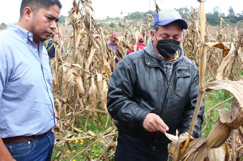 Reuni N Con Productores De Ma Ces Nativos Del Municipio De Zacapoaxtla