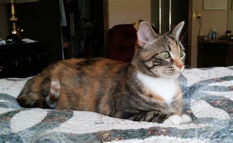 Calico Cats The Ultimate Guide Thecatsite