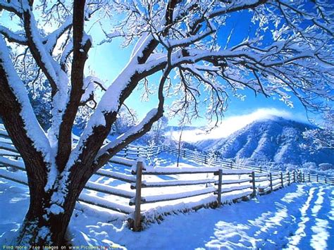 Cold weather, tree, nature, winter, HD wallpaper | Peakpx