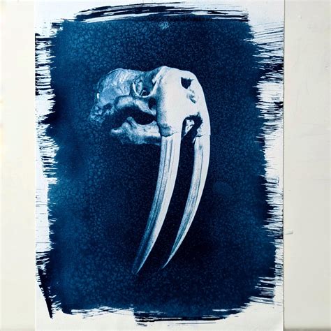 Walrus skull : cyanotypes