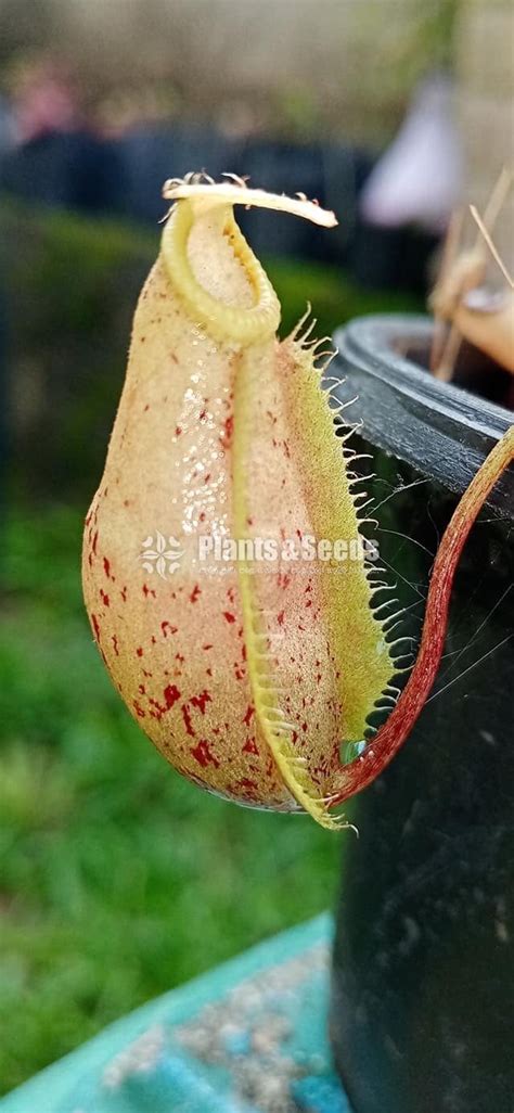 Badura - Plants And Seeds