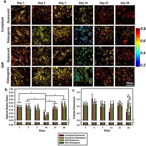 Optical Redox Ratio And Mitochondrial Fractal Dimension Change With