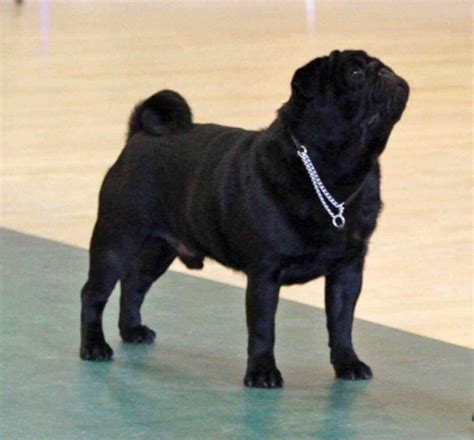 Health Scheme Results The Northern Pug Dog Club