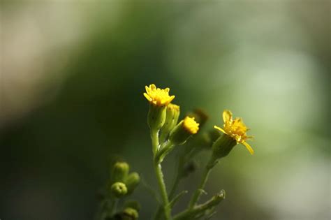 Senecio Doria Flores Silvestres De Arag N