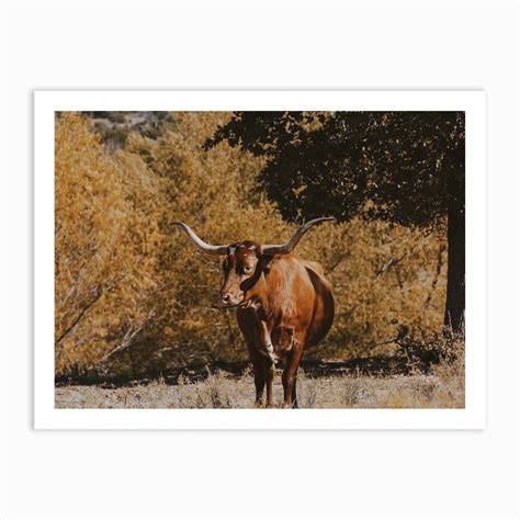 Longhorn Cow Art Print by Harvest Home & Co - Fy