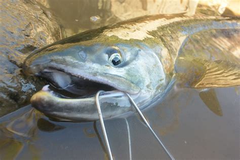 渓流オフシーズンのこと・1〈鮭釣り〉 渓釣り 四方山話