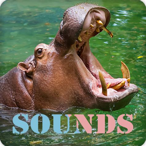 Hippopotamus Sound Ringtones - Apps on Google Play