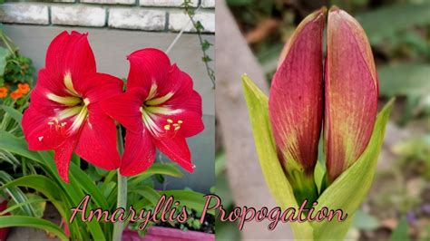 The Amaryllis Summer Growth How To Plant Propagate Amaryllis Bulb To