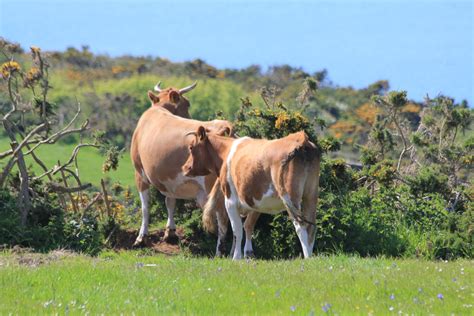 The Guernsey cow - Guernsey Butter