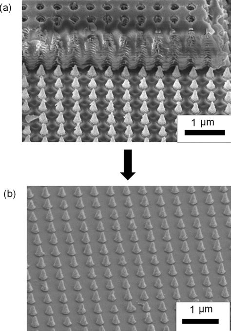 A Sem Image Of The Gold Nanocone Arrays Formed Through The Download Scientific Diagram