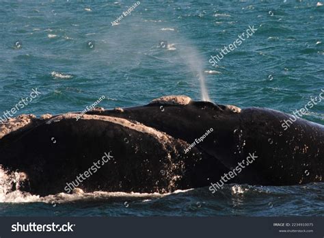 Whale Jump Sea Ocean Nature Jump Stock Photo 2234910075 | Shutterstock