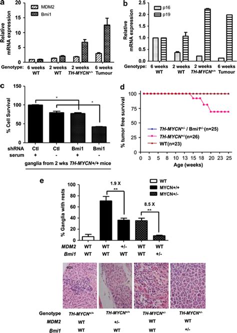 Bmi1 Has A Critical Role In Neuroblastoma Tumor Initiation A B