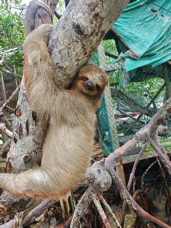 Roatan Life In The Bay All You Need To Know Before You Go