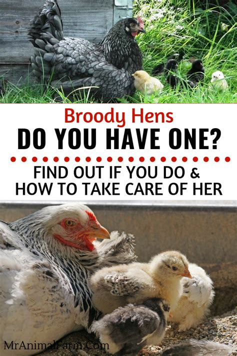 Hatching Chicks With A Broody Hen A How To Guide Hatching Chicks