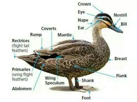 anatomy   duck animal body parts english vocabulary vocabulary