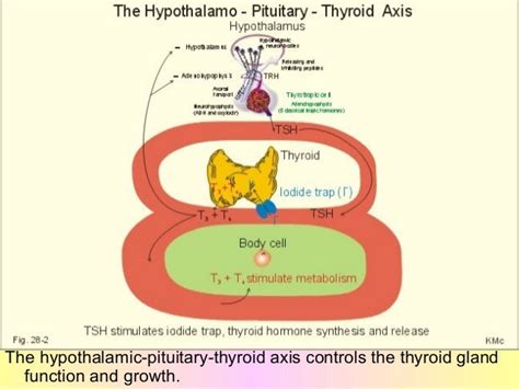 Pathophysiology Of The Thyroid Parathyroid And Sexual Glands