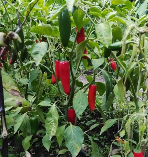 Causes Of Pepper Plant Leaves Curling And How To Fix It