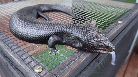 Blue Tongue Skink Sex Change Reptile Updates Youtube