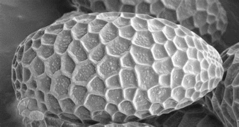 Scanning Electron Microscopy - WUR