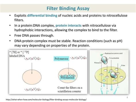 Role Of Seqa In Replication And Chromosomal Damage Ppt