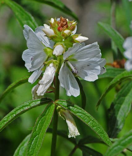 Prairie Mallow Sidalcea Candida Inaturalist