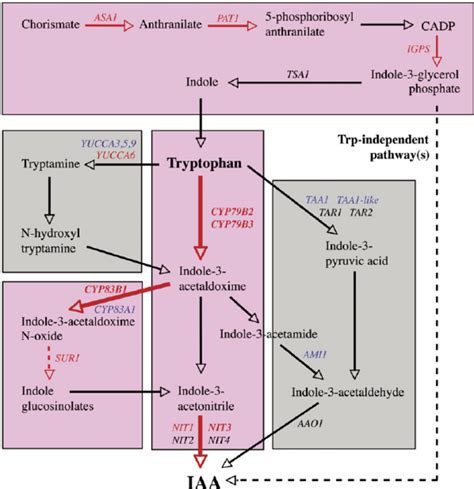 Iaa Biosynthesis Pathways In Arabidopsis Regulated By Cytokinin