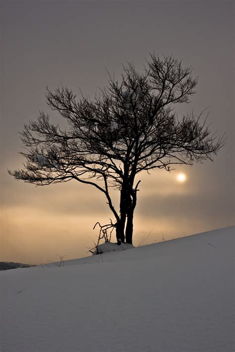 Banco De Imagens árvore Natureza Ramo Inverno Plantar Nascer Do