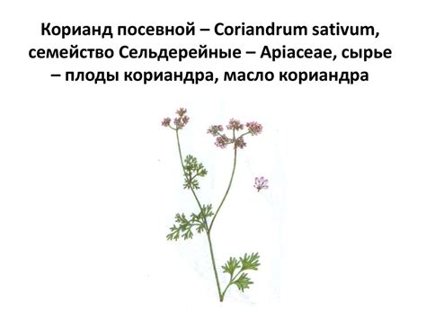 Эфирные масла - презентация онлайн